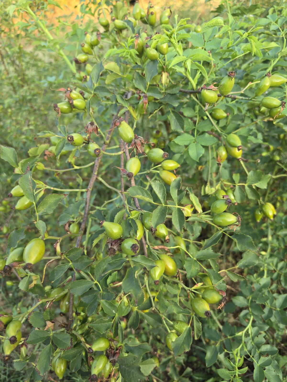 Plod šipka u zrenju